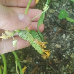 baby cucumbers growing