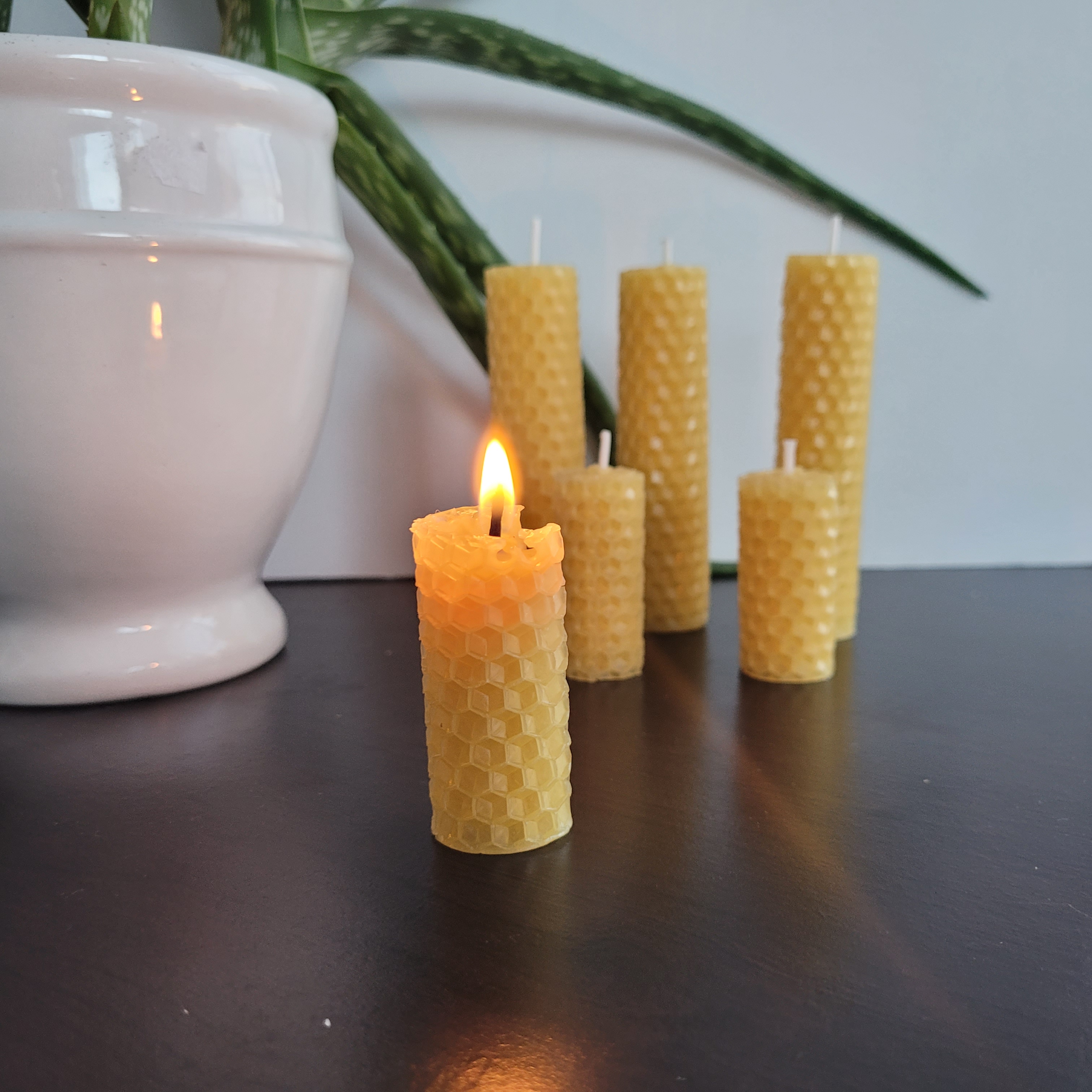 A group of six rolled beeswax candles, one of which is lit, in various sizes, sitting in front of a white backdrop next to a green aloe plant in a white pot